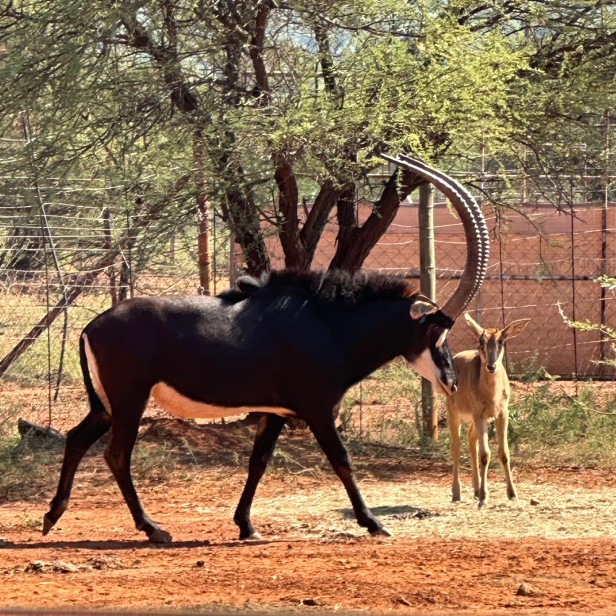 7 Bedroom Property for Sale in Groot Marico North West